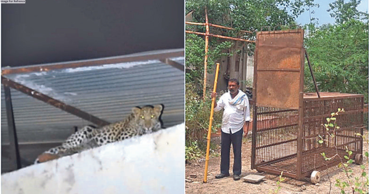 Leopard rescue operation continues at Golf Resort